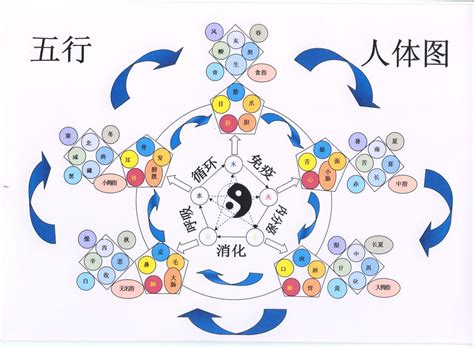 秋 五行|秋季 養生 陰陽五行 黄帝内経｜宏福中医研